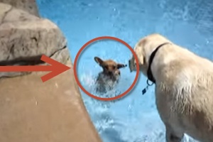 Labrador teaching chihuahua to swim