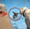 Labrador teaching chihuahua to swim