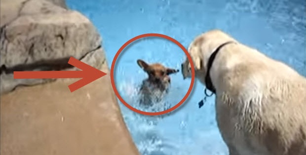 Labrador teaching chihuahua to swim