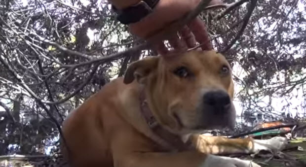 pit-bull-rescue-hope-for-paws-3
