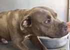 pit bull rescue