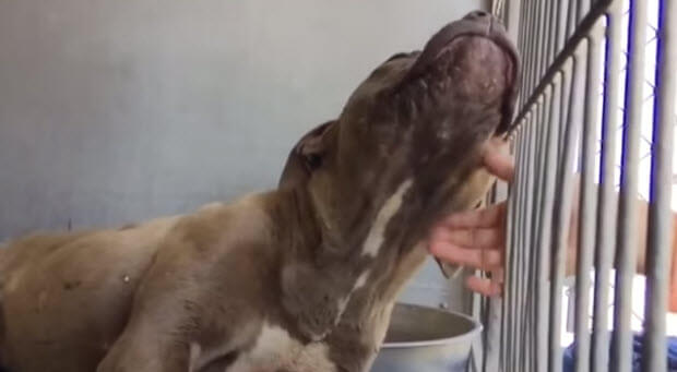 rescued-fighting-pit-bull-shown-love