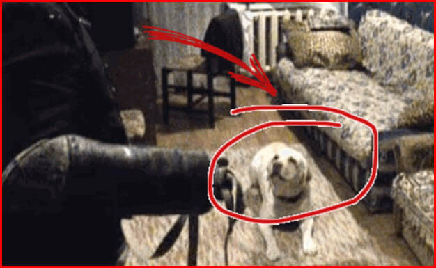 russian labrador bitten owners