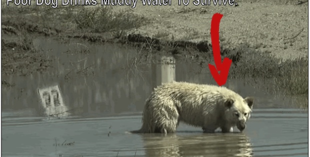 white german shepherd dog rescue