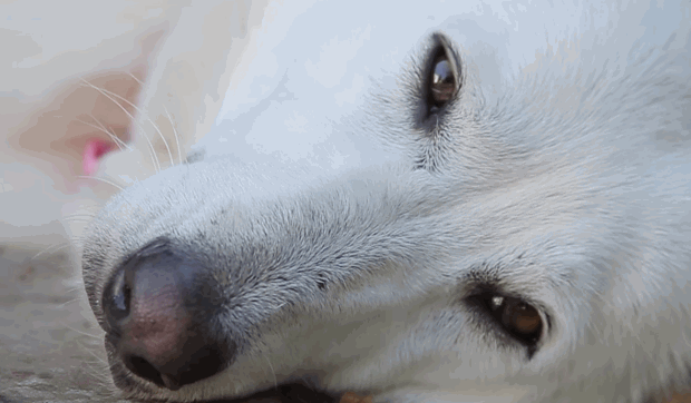white-german-shphered-dog-rescue-with-surprise-2