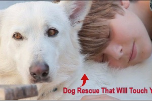 white german shphered dog rescue with surprise