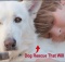 white german shphered dog rescue with surprise