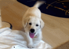 white labrador puppy first day