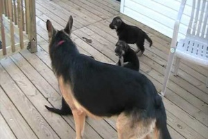 six week old german shepherd puppies