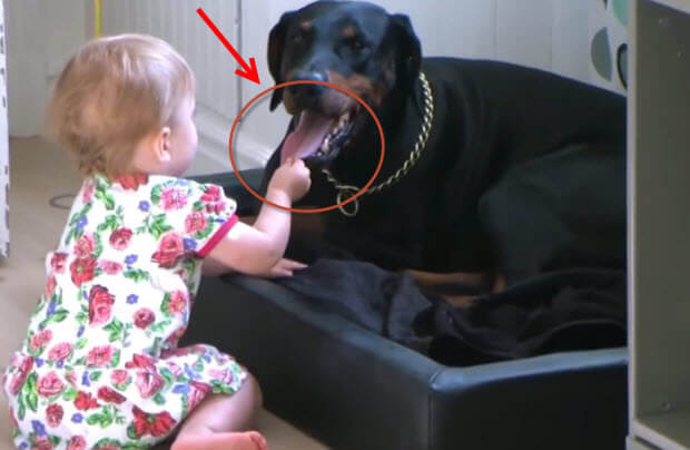 babies-with-huge-dogs-playing-3