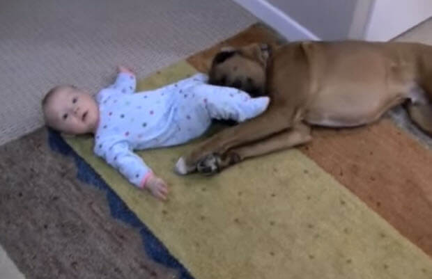 baby-playin-with-her-boxer-dog