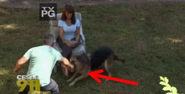 cesar milan 911 call german shepherd