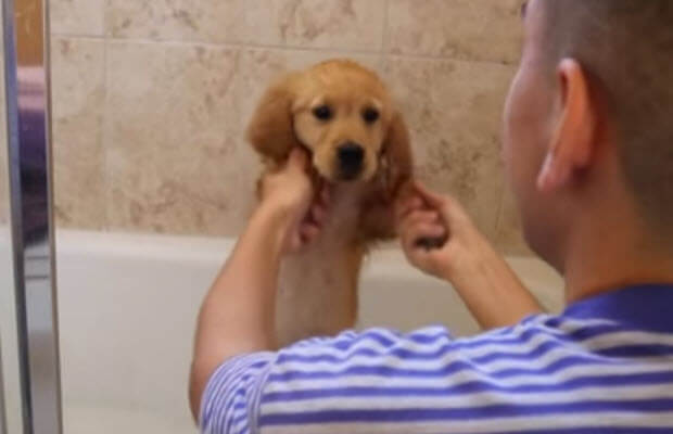cute-golden-retriever-taking-bath