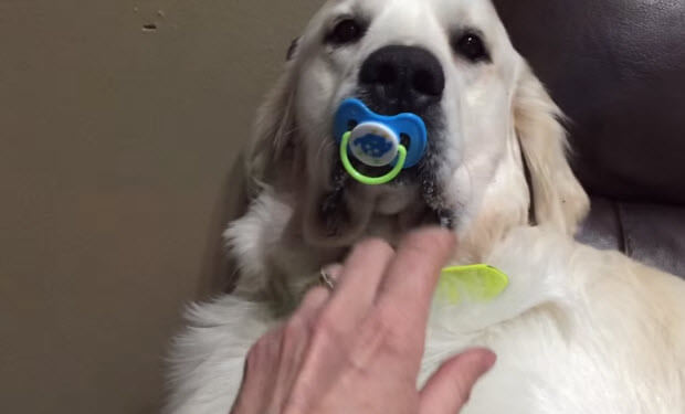 golden-retriever-got-pacifier-refuses-to-give-back