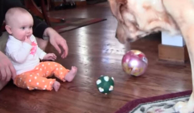 labrador-dogs-playing-with-babies-2