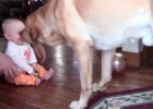 Labrador dog playing with baby