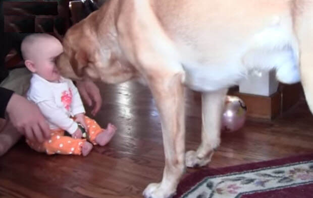 Labrador dog playing with baby