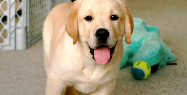 labradors cute