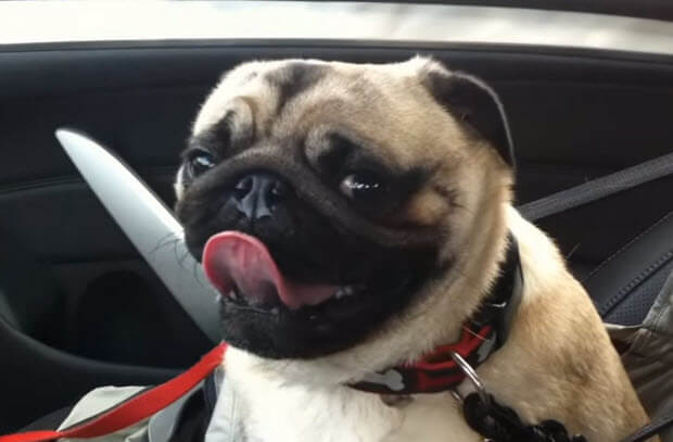 pug-looses-it-realizes-at-pet-store