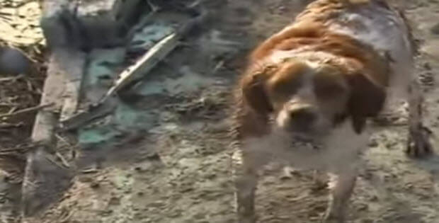 dog-begs-cameraman-to-save-friend