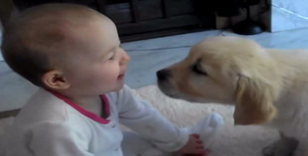 dogs-meeting-babies-first-time-2