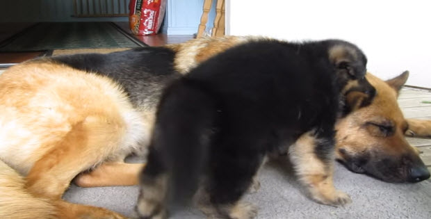 german-shepehred-playing-with-her-puppy-3