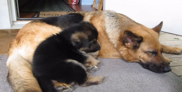 german-shepehred-playing-with-her-puppy