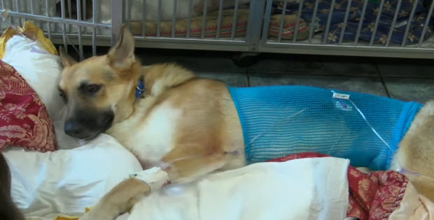 German Shepherd Saves Family Member By Putting His Life on The Line