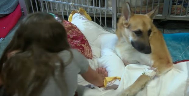 German Shepherd Saves Family Member By Putting His Life on The Line