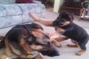 huge german shepherd playing with puppy