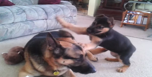 huge german shepherd playing with puppy