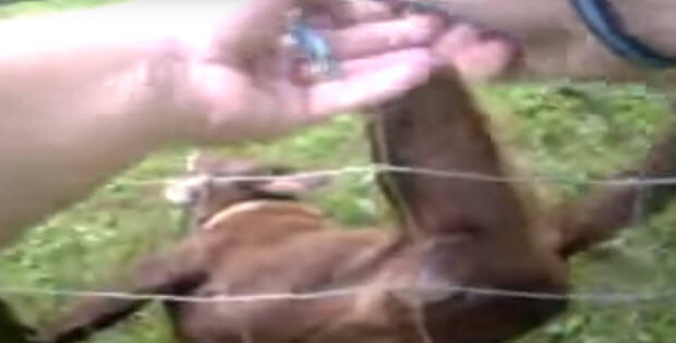 labrador-stuck-in-fence-3