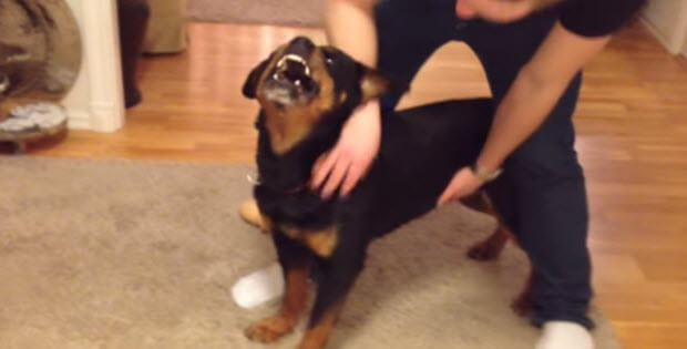 rotweiler