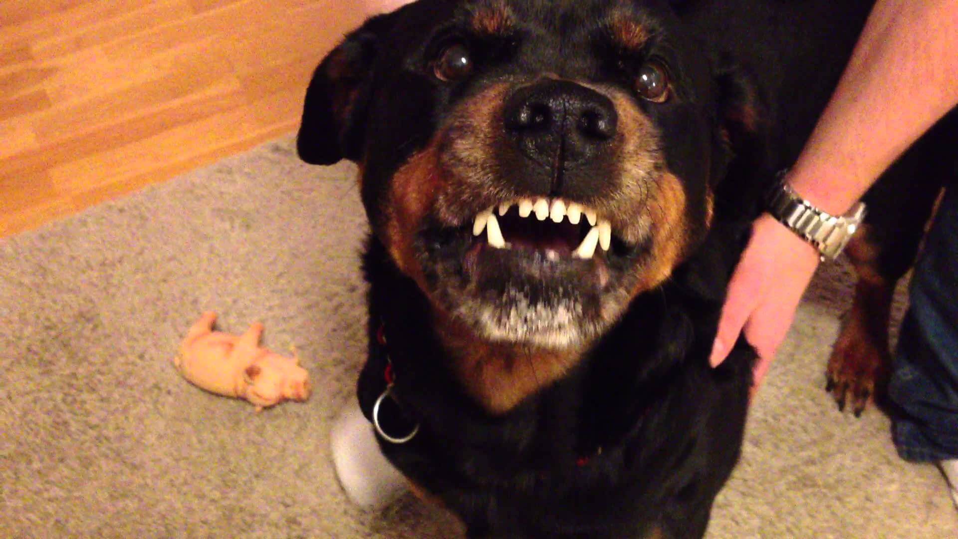 This Rottweiler Is Not Your Ordinary Pet Just Watch What He Does…