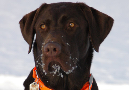 choc labrador retriever dog