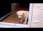 Labrador Puppy Afraid to Cross door threshold