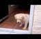Labrador Puppy Afraid to Cross door threshold