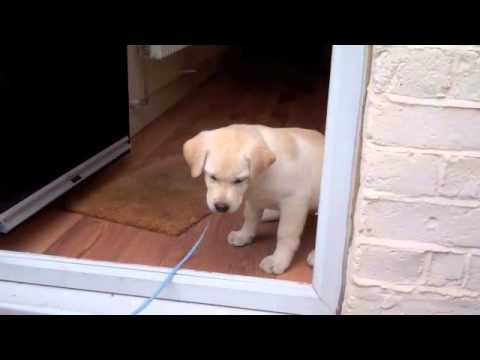 Labrador Puppy Afraid to Cross door threshold