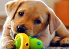 funny cute dog videos
