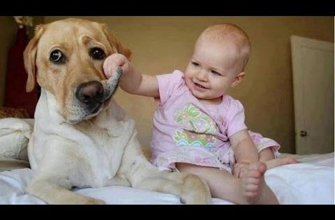 huge dogs play with small babies