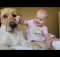 huge dogs play with small babies