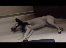 Labrador playing with little kitten