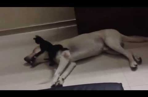 Labrador playing with little kitten