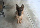 gsd puppy to adult dog in 40 seconds
