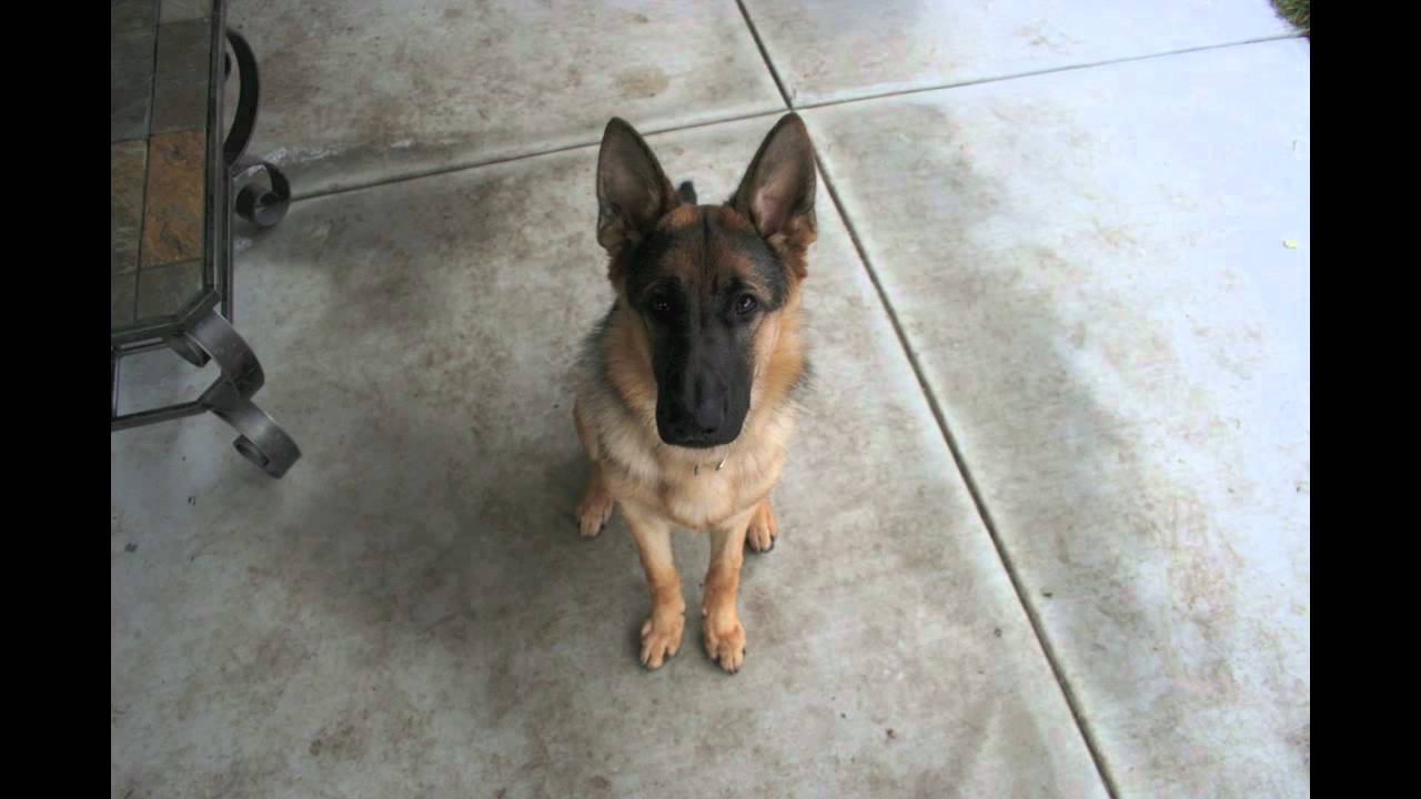 gsd puppy to adult dog in 40 seconds