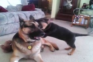 german shepherd and labrador