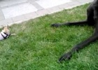 great-dane-with-chihuahua