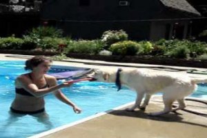 teach labrador to swim