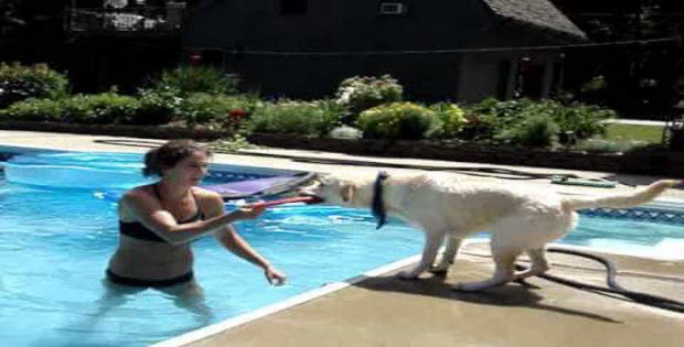 teach labrador to swim