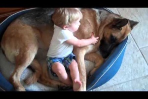 german shepherd with baby